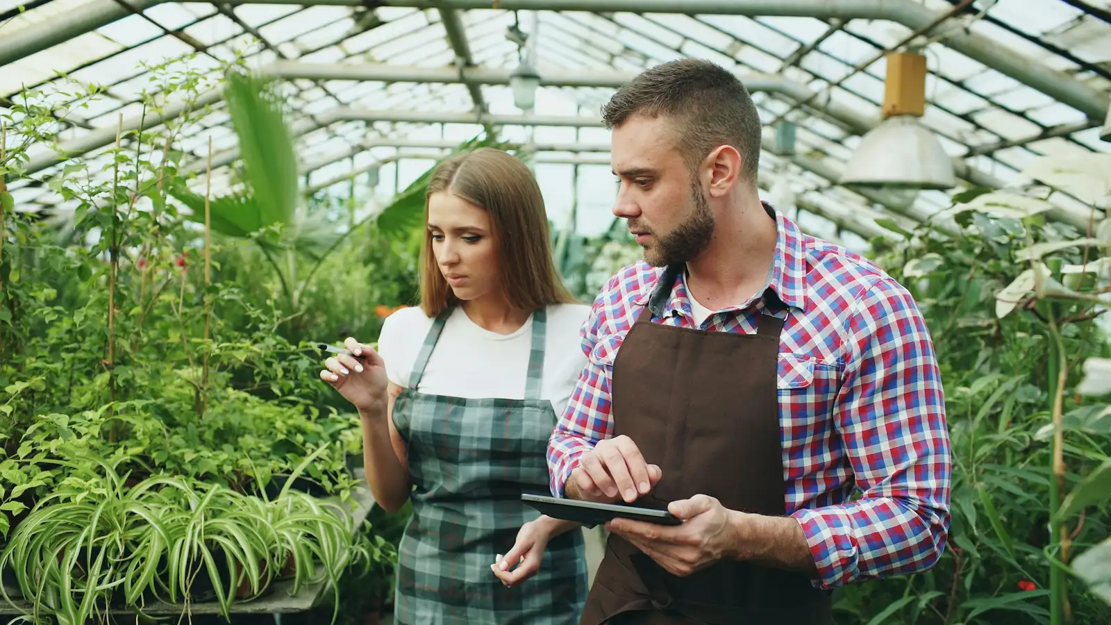 Duas pessoas com um tablet analisando plantas em uma estufa.