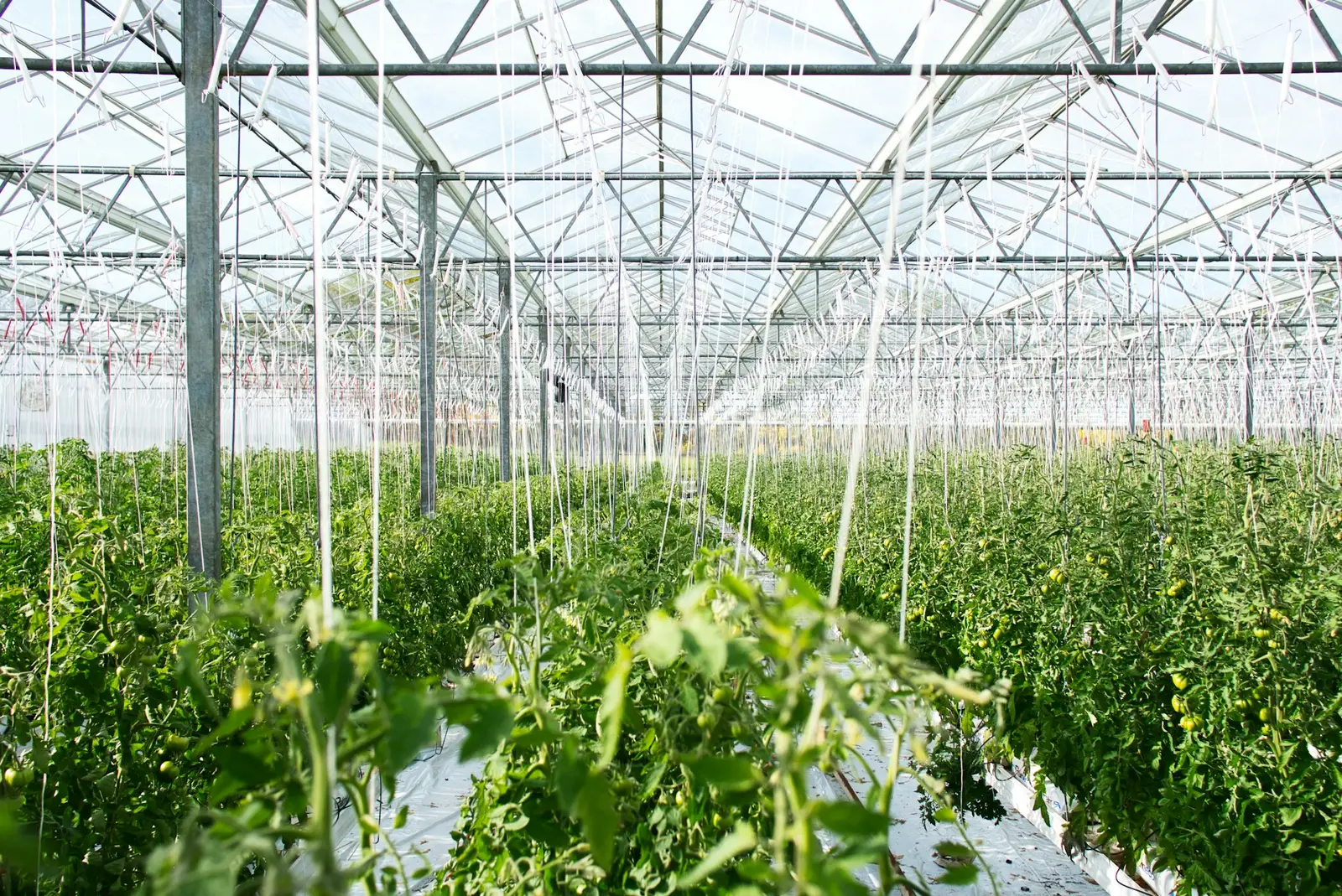 Fileiras de plantas de tomate dentro de uma estufa de vidro.